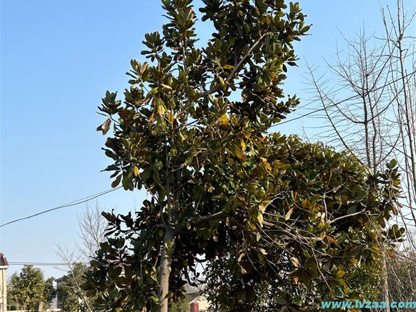 广玉兰