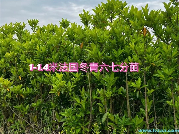 法国冬青