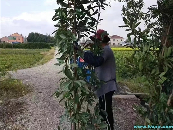 法国冬青