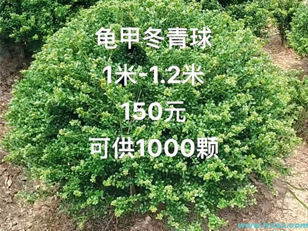龟甲冬青