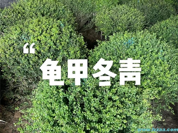 龟甲冬青