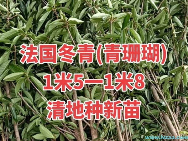 法国冬青