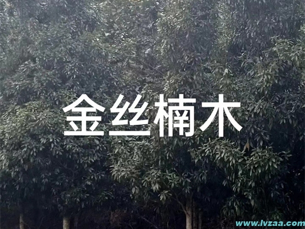 金丝楠木树苗