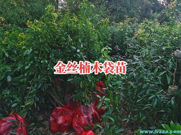 金丝楠木树苗