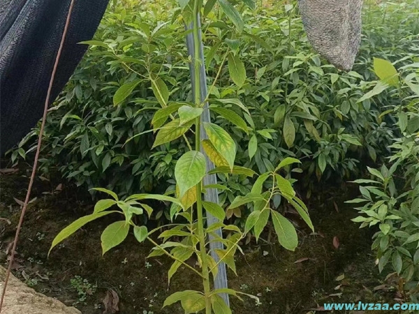 金丝楠木树苗