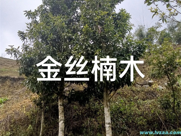 金丝楠木树苗