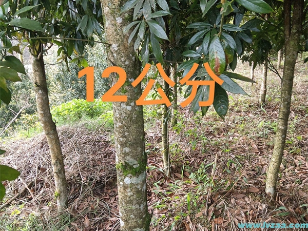 金丝楠木树苗