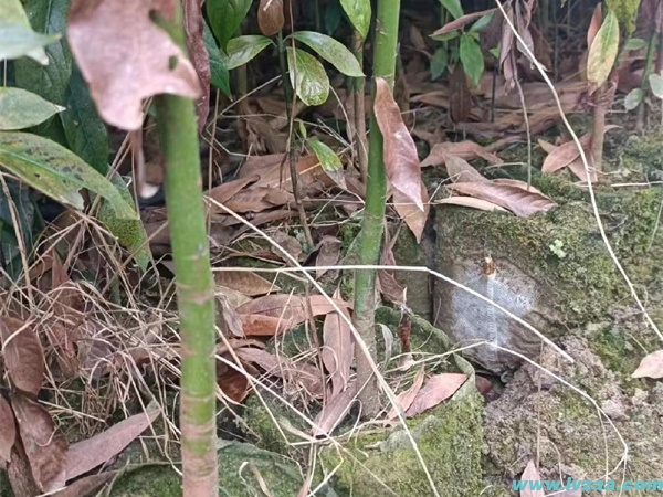 金丝楠木树苗