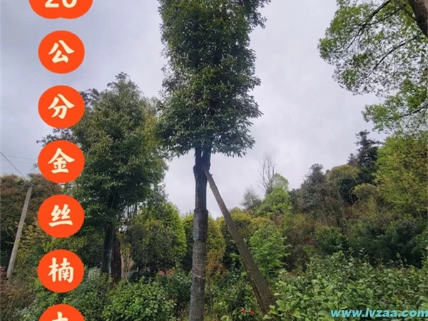 金丝楠木树苗