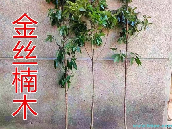 金丝楠木树苗