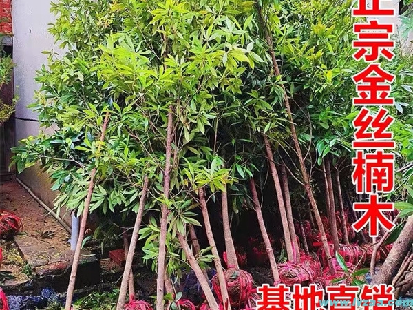 金丝楠木树苗
