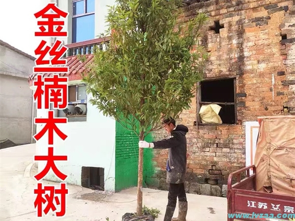 金丝楠木树苗