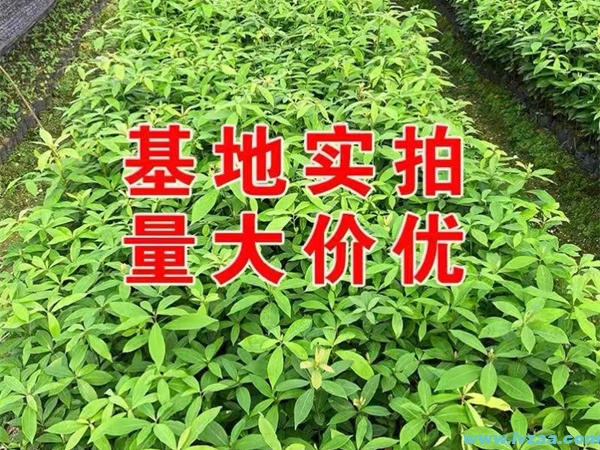 金丝楠木树苗