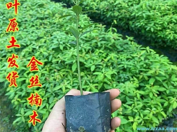 金丝楠木树苗