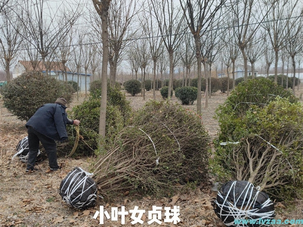 小叶女贞球