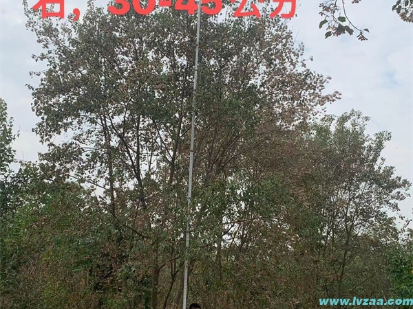 三角枫