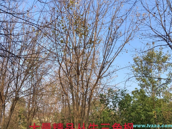 三角枫