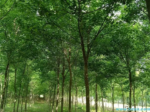 三角枫
