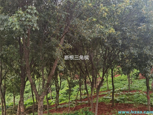 三角枫