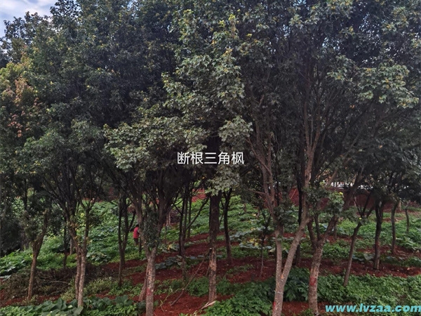 三角枫盆景的常见造型方法