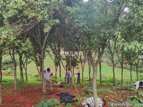 三角枫盆景的常见造型方法