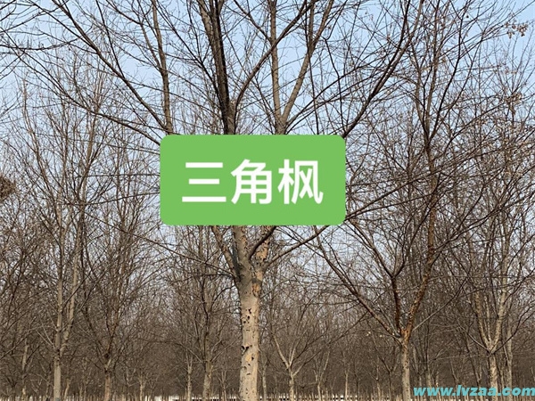 三角枫树桩
