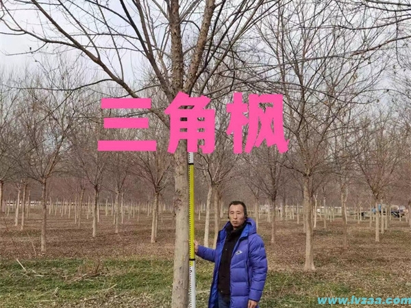 三角枫