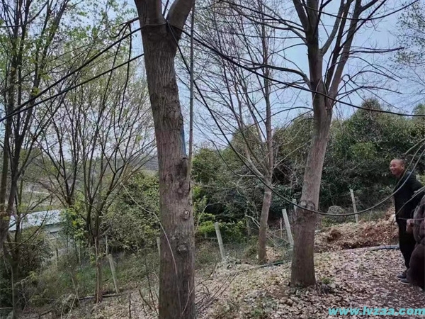 三角枫