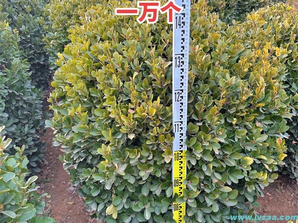 大叶黄杨耐寒多少度