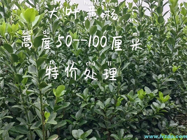 大叶黄杨