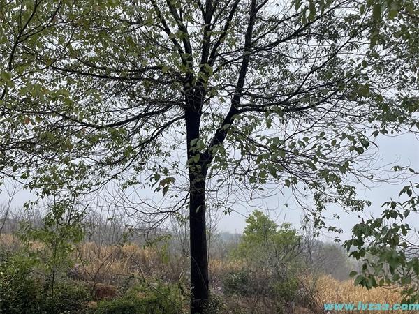 香樟树