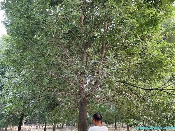 香樟树的生长速度
