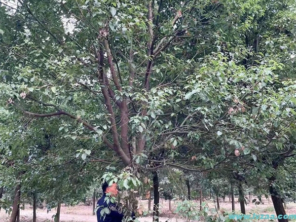 香樟树的生长速度