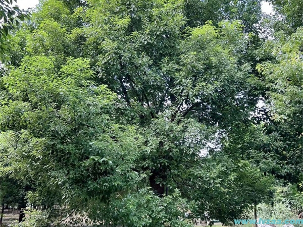 香樟树