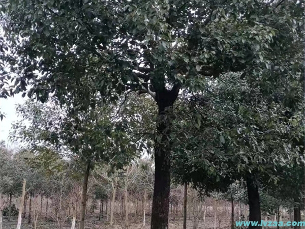香樟树的香味