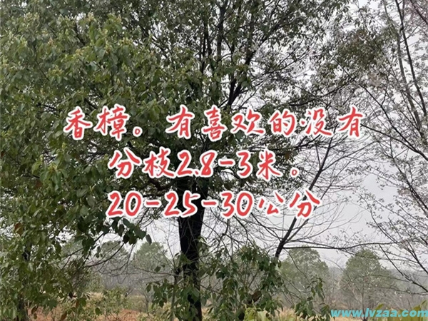 香樟树