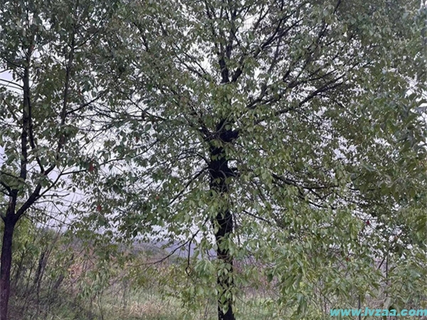 香樟树苗的修剪方式