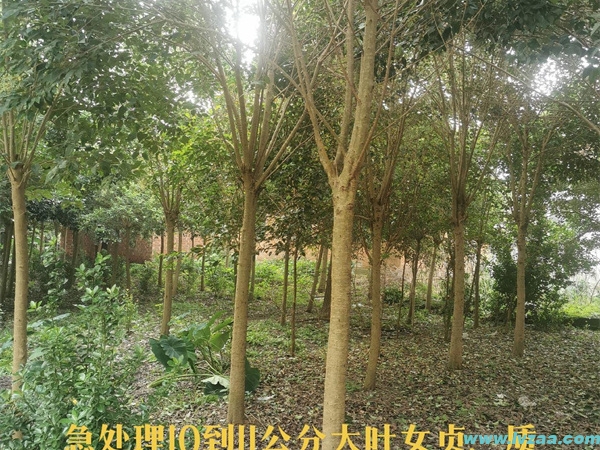 大叶女贞