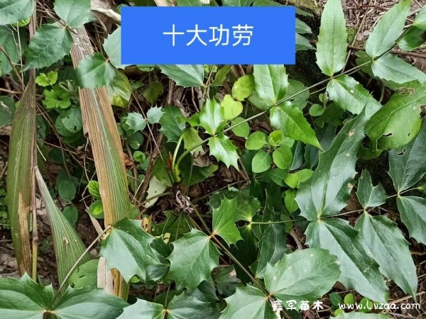 十大功劳