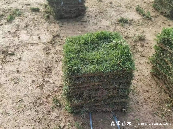 马尼拉草皮