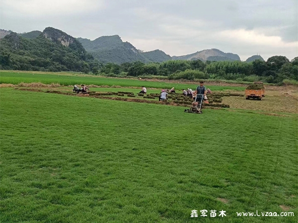 马尼拉草皮