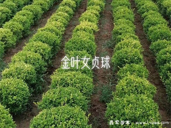 金叶女贞球
