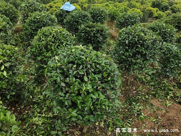 金森女贞球