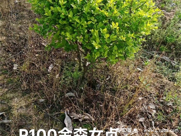 金森女贞球