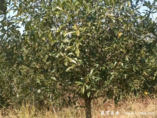 金桂花与丹桂花
