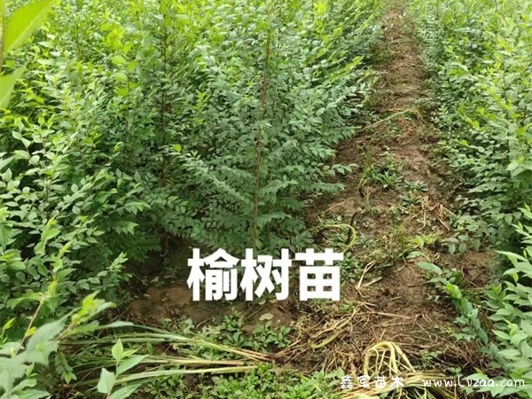 榆树