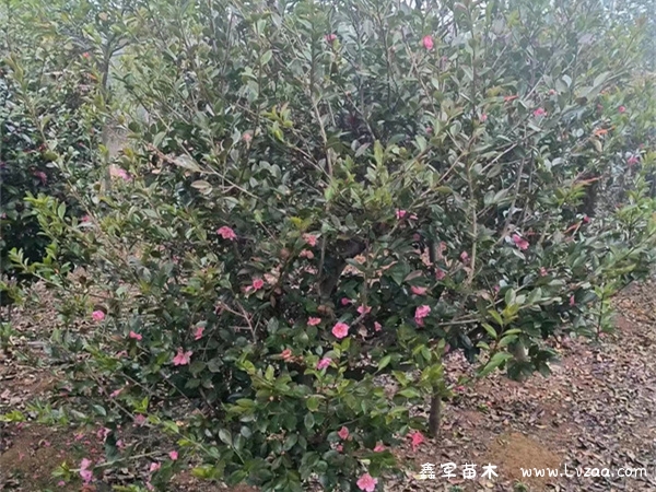 茶梅