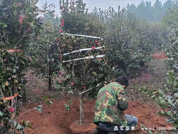 茶梅
