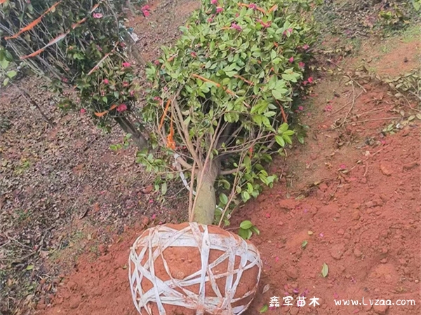 茶梅球