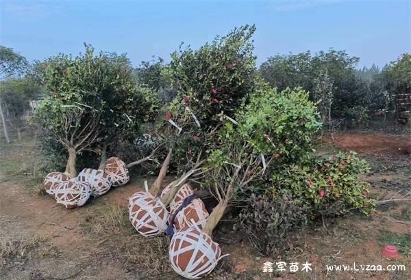 茶梅球